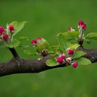 BRANCHE DE POMMIER EN FLEUR