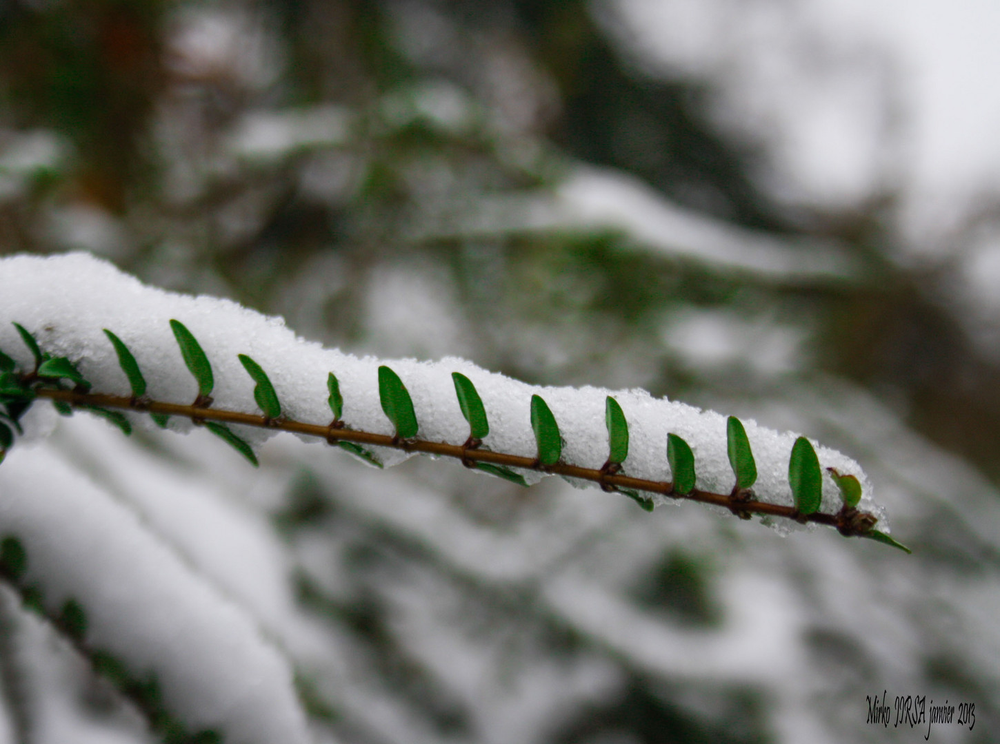 Branche et neige