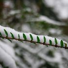 Branche et neige