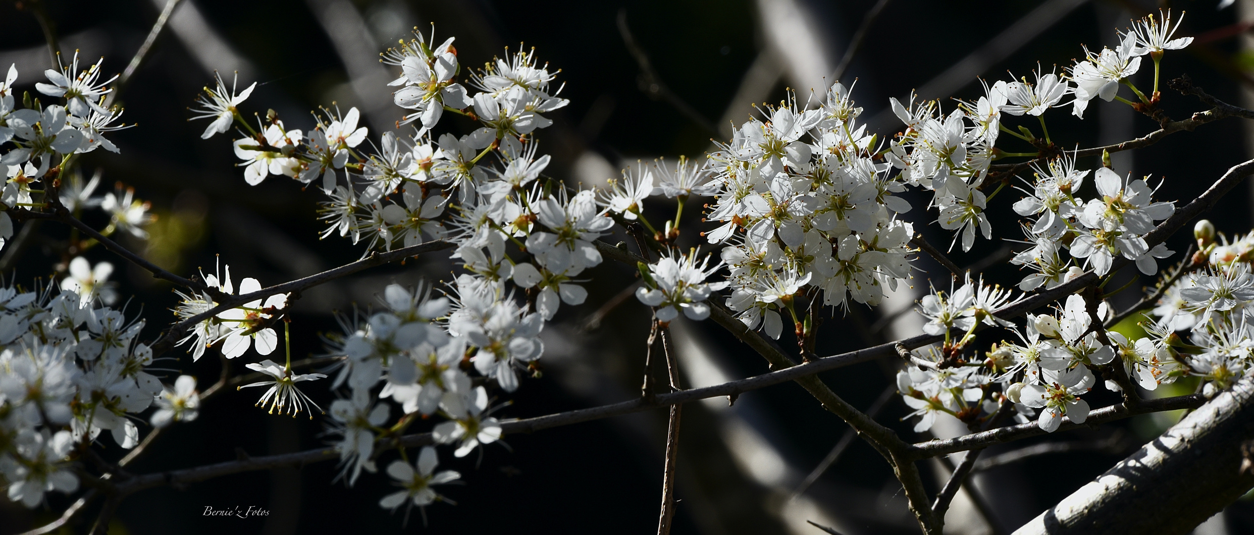 Branche fleurie