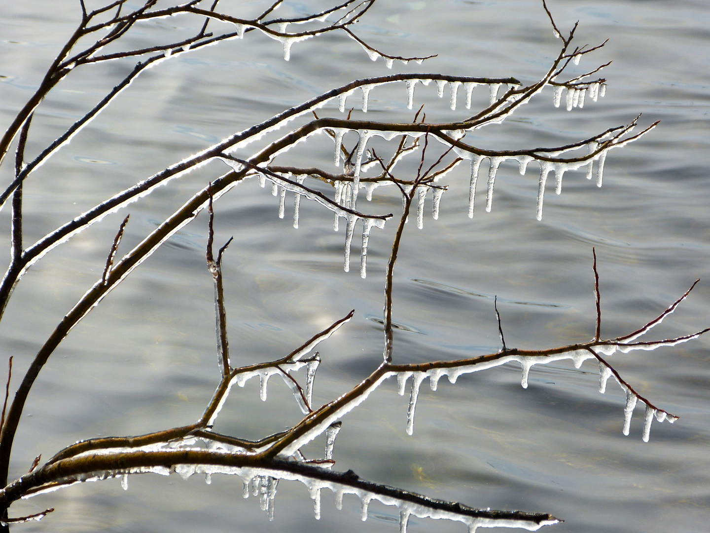 branche gelée