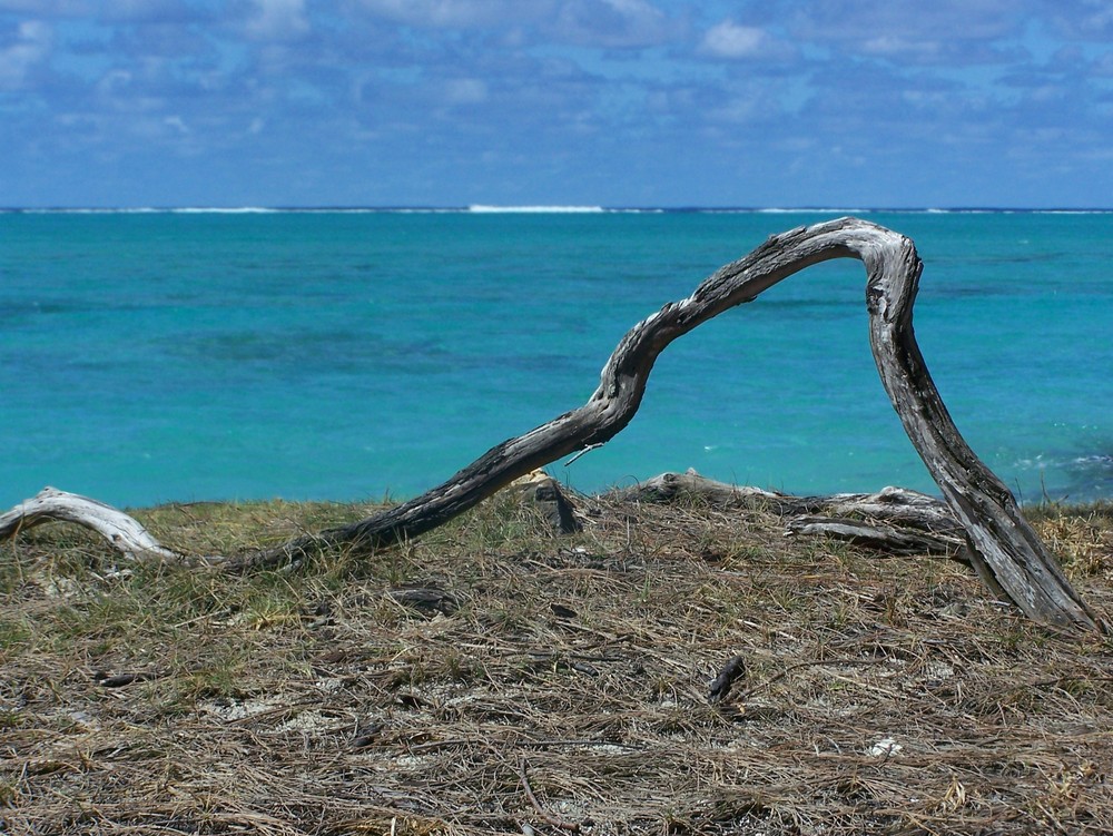 Branche morte sur l'Ile aux Cerfs