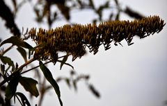 Branche offerte au soleil