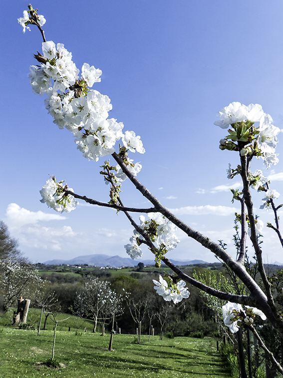 branche printaniere au pays basque