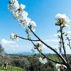 branche printaniere au pays basque