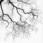 Branches