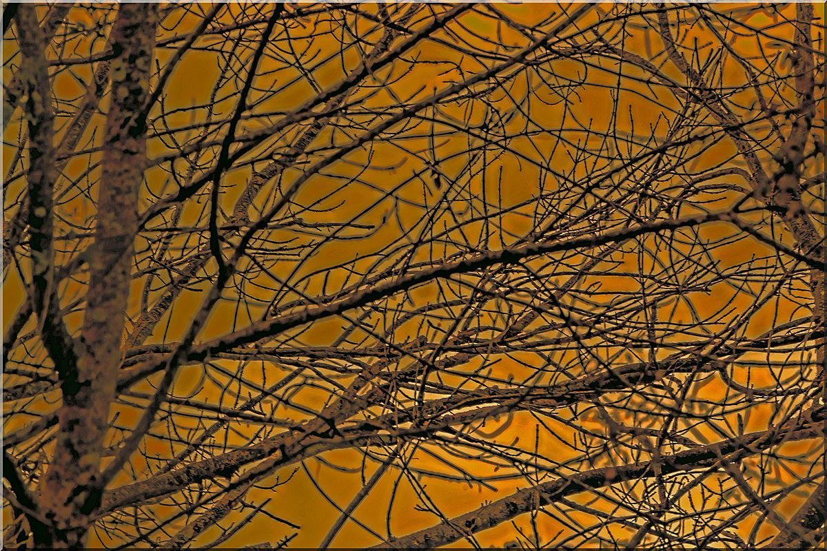 Branches