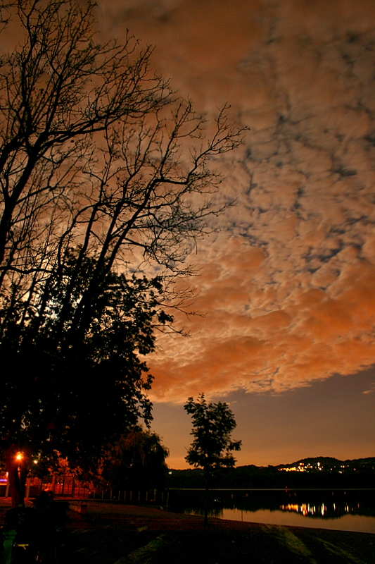 Branches against the moon