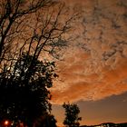 Branches against the moon