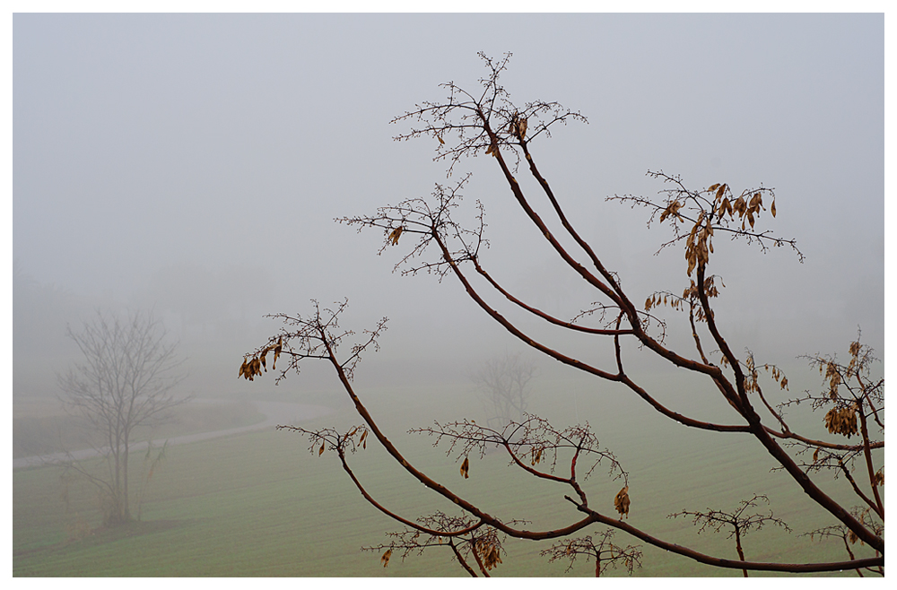 Branches and Fog