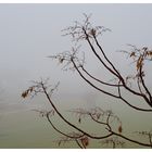 Branches and Fog