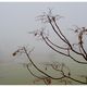 Branches and Fog