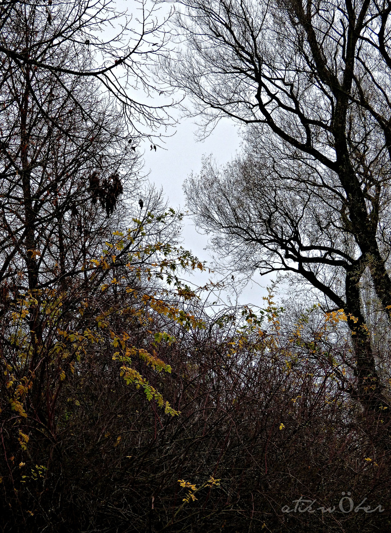 branches and twigs