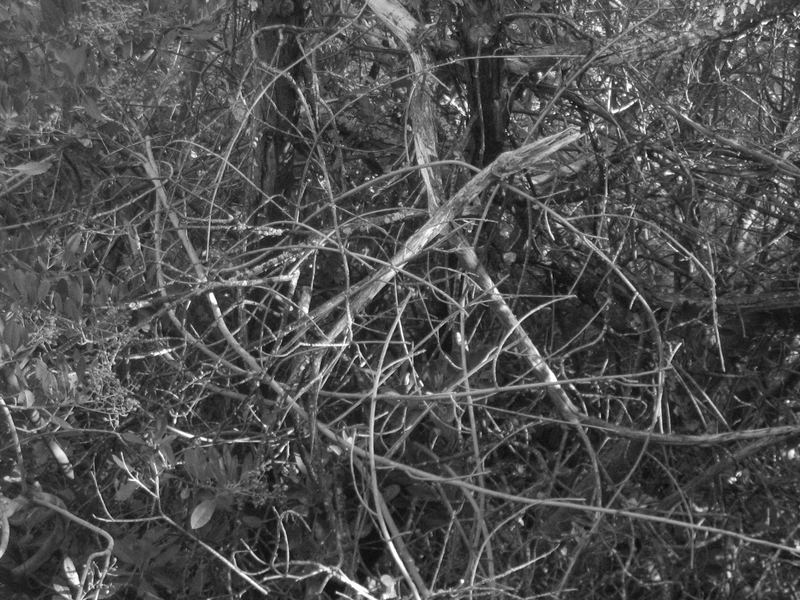 Branches