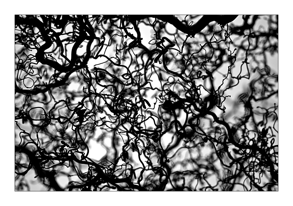 branches