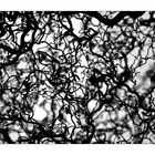 branches