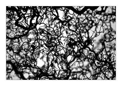 branches