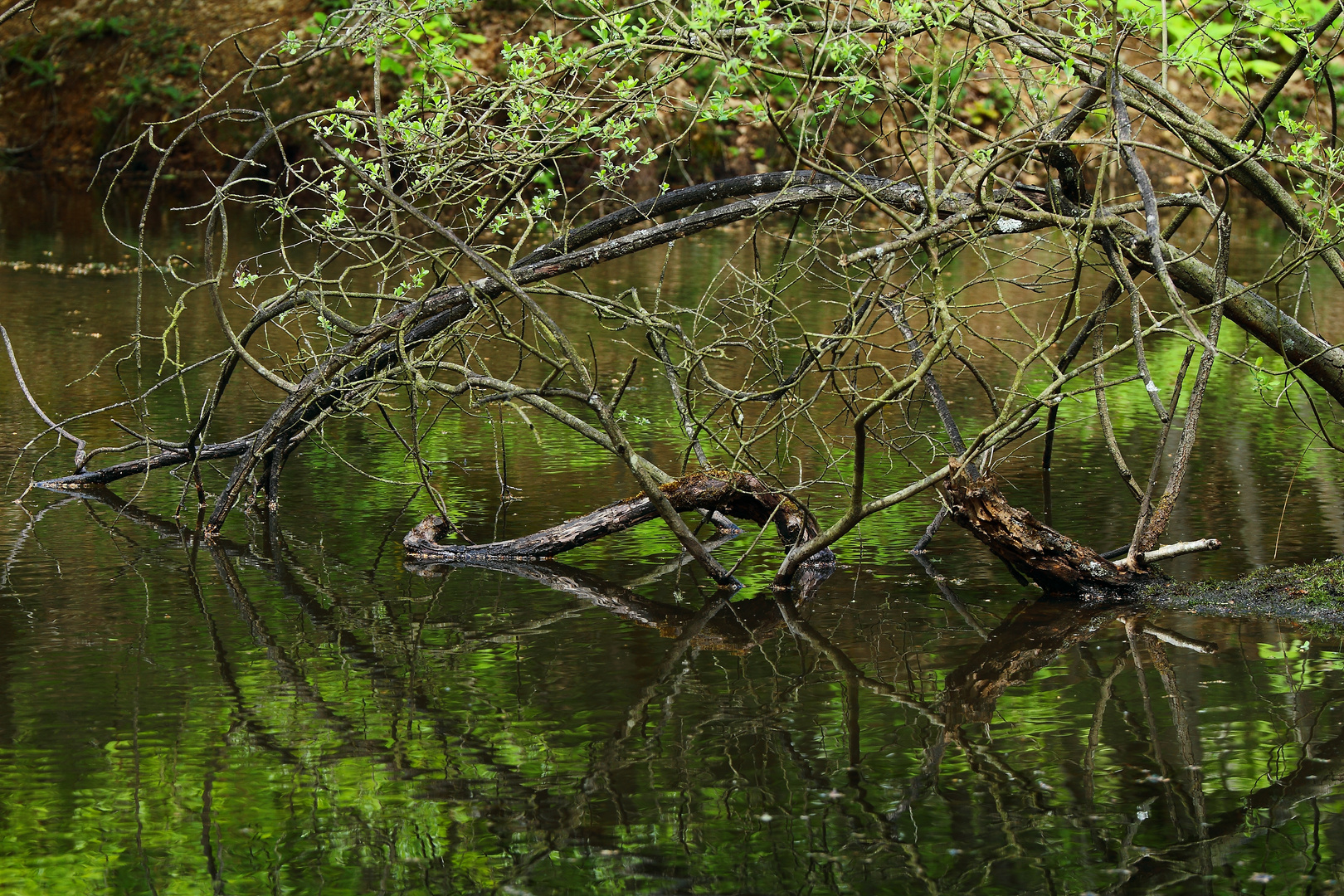 branches et eau 