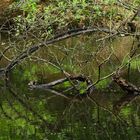 branches et eau 