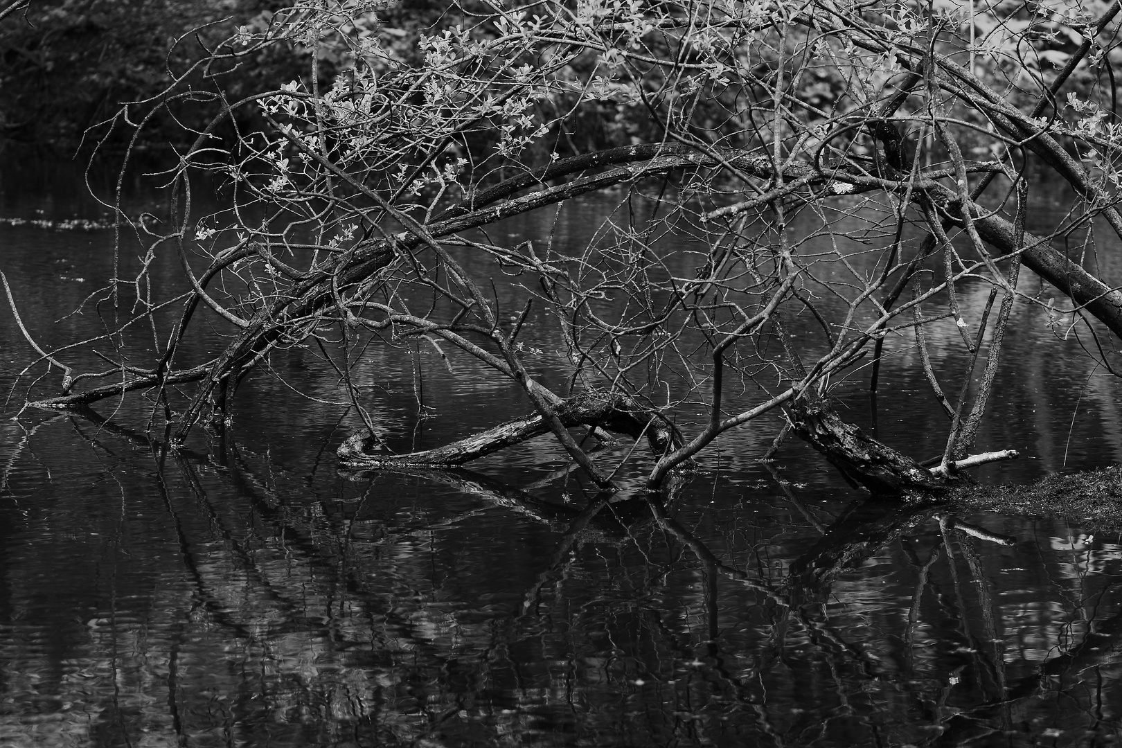 branches et eau