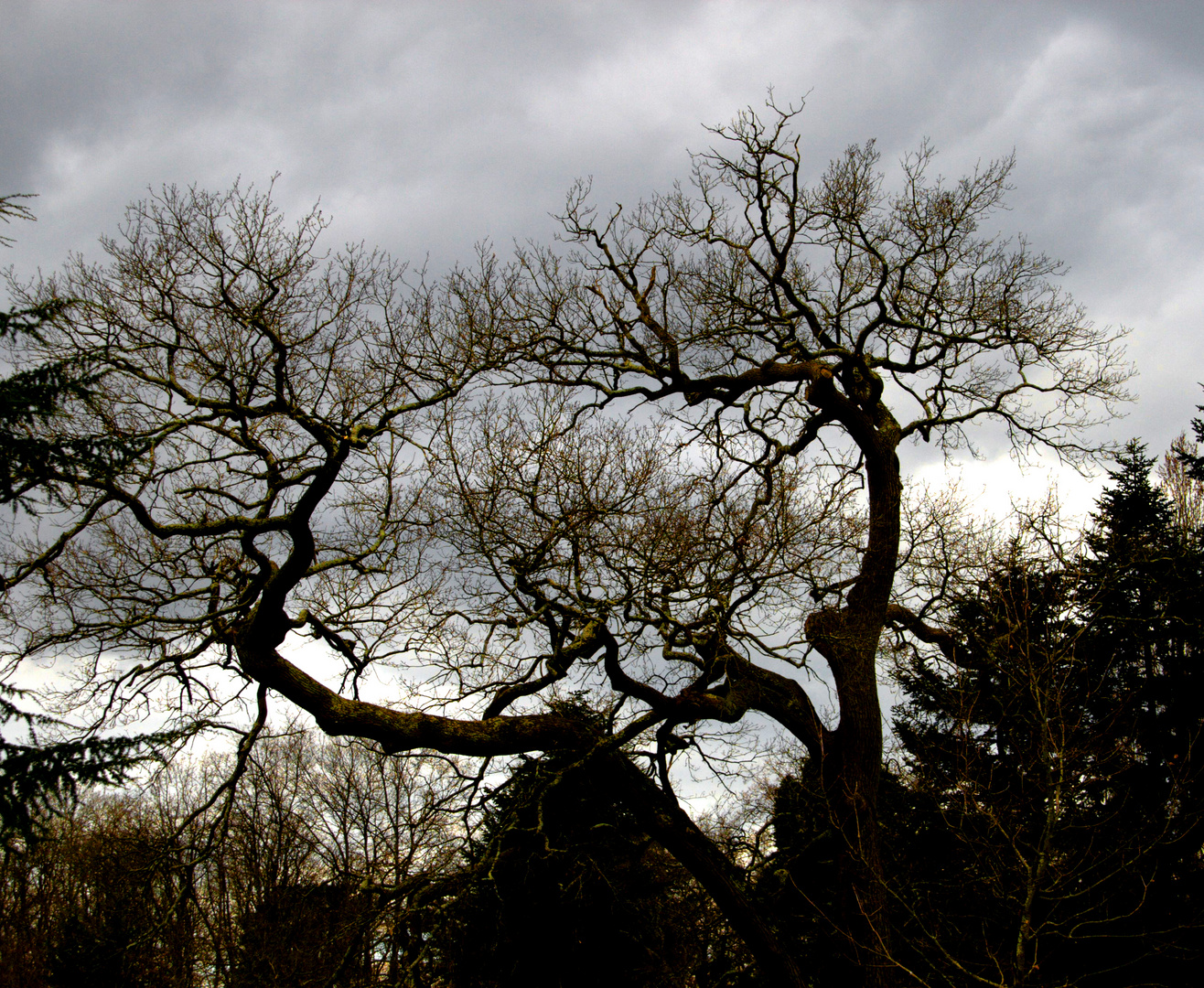 Branches griffues