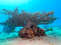 branches in the sea