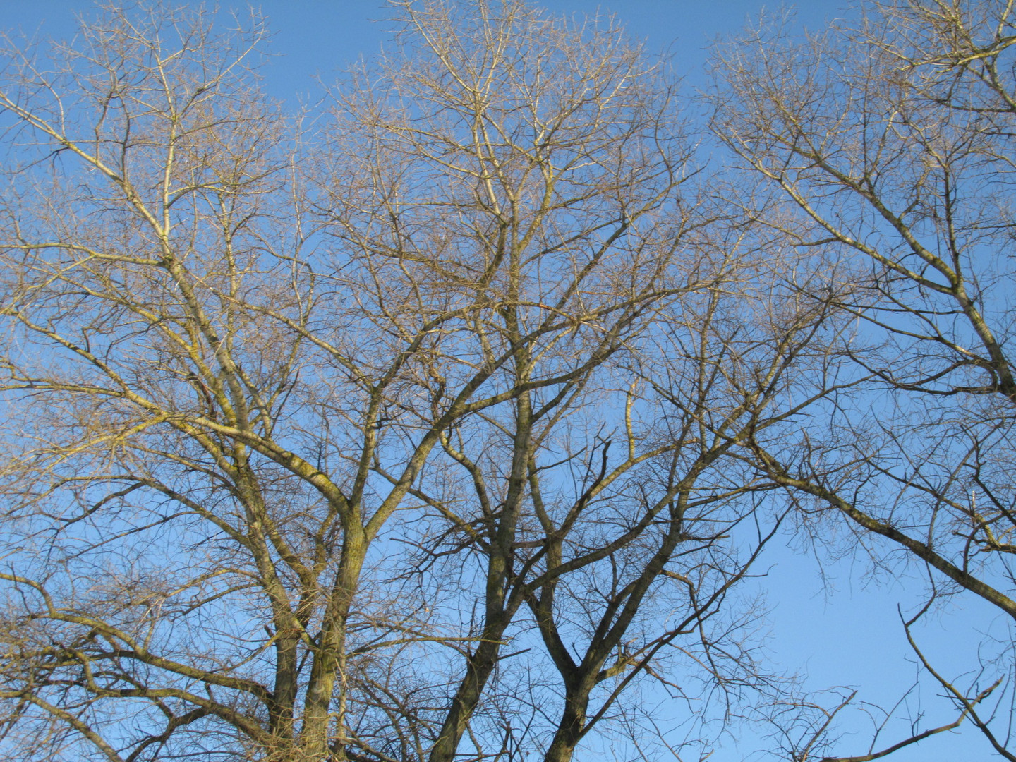 Branches in the sky