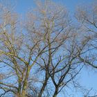 Branches in the sky