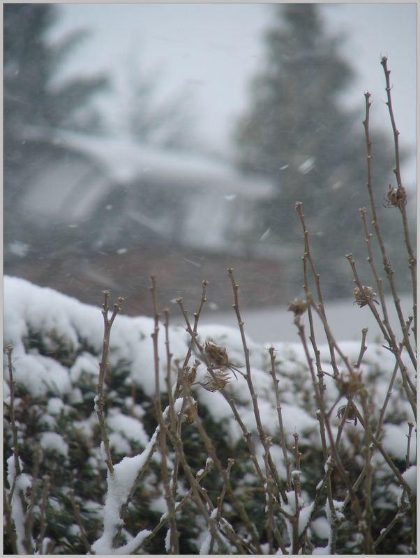 Branches in the Snow