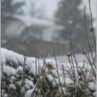 Branches in the Snow