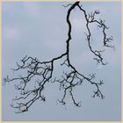 branches near the old schoolroom in hatton