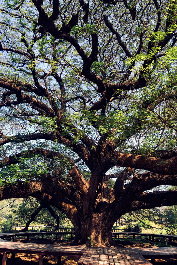 Branches of the giant tree