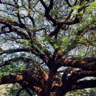 Branches of the giant tree