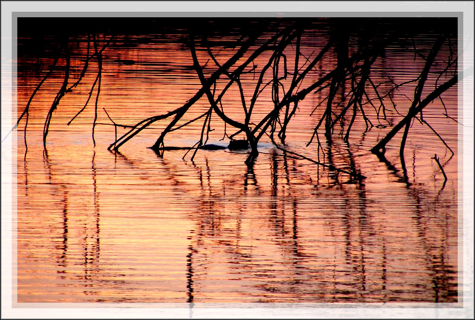 Branches soleil couchant