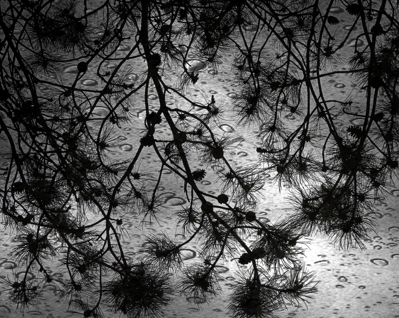 Branches sous la pluie