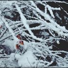 Branches under the Snow