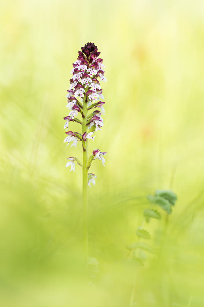 Brand-Knabenkraut (Neotinea ustulata)