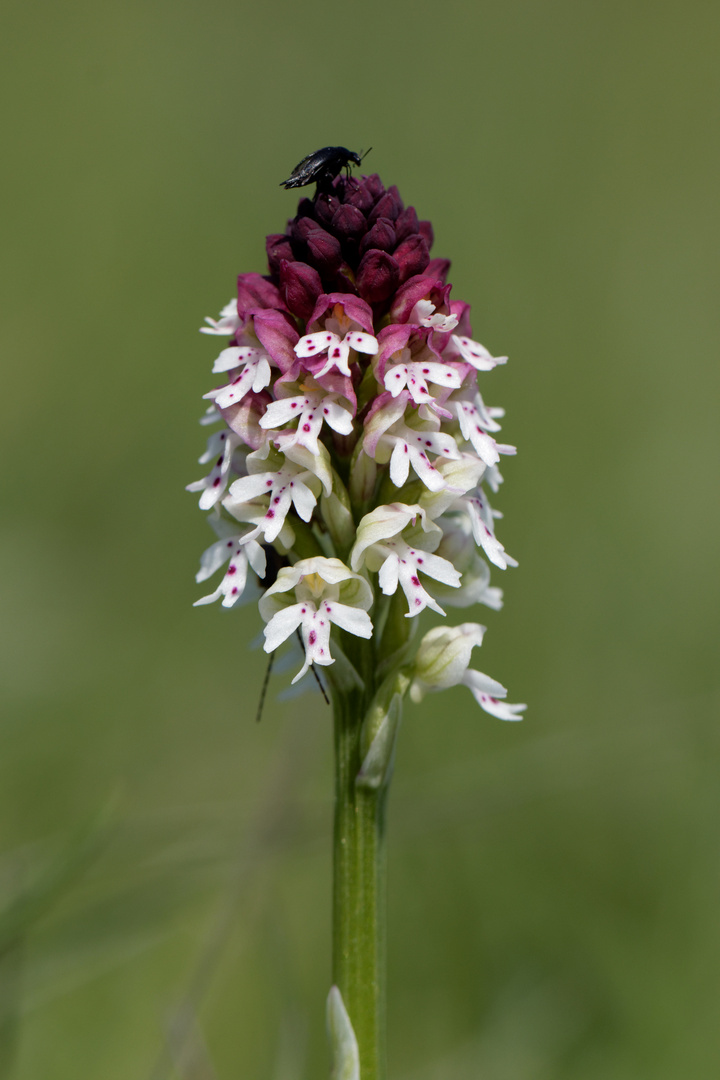 Brand-Knabenkraut (Neotinea ustulata)