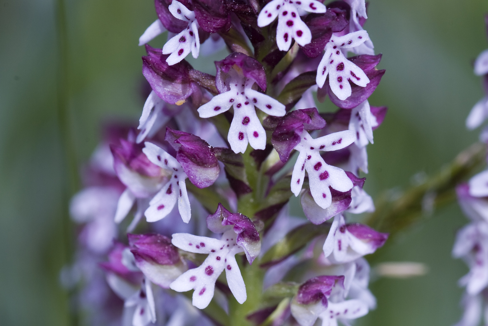 Brand-Knabenkraut (Neotinea ustulata)