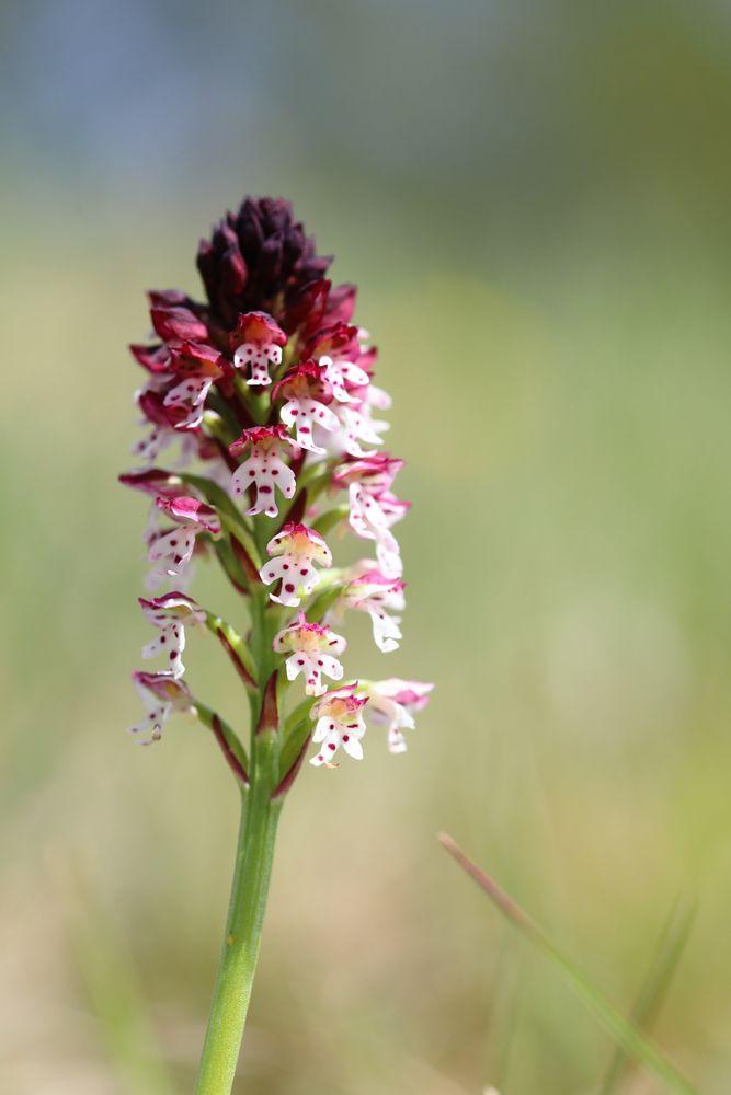 Brand-Knabenkraut (Neotinea ustulata)