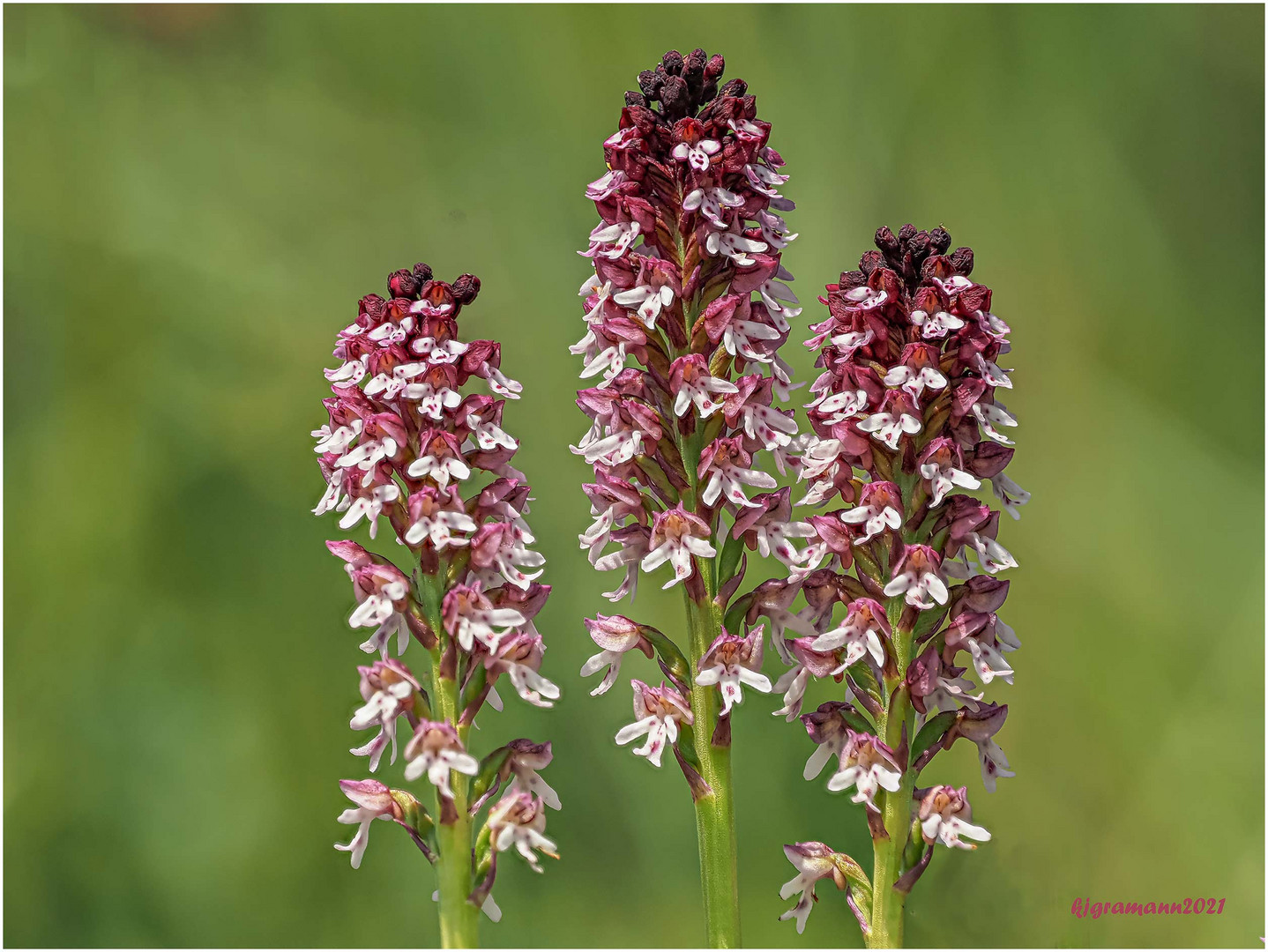 brand-knabenkraut (neotinea ustulata) ....