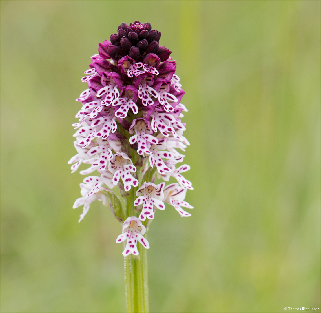 Brand-Knabenkraut (Neotinea ustulata)