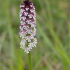 Brand-Knabenkraut (Orchis ustulata) 01