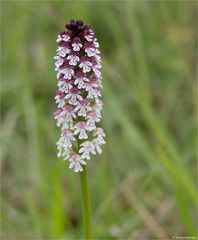 Brand-Knabenkraut (Orchis ustulata) 01