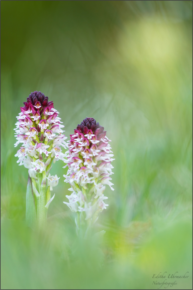 brand-knabenkraut (orchis ustulata) 01/2014