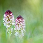 brand-knabenkraut (orchis ustulata) 01/2014