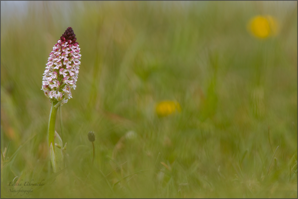 brand-knabenkraut (orchis ustulata) 02/14