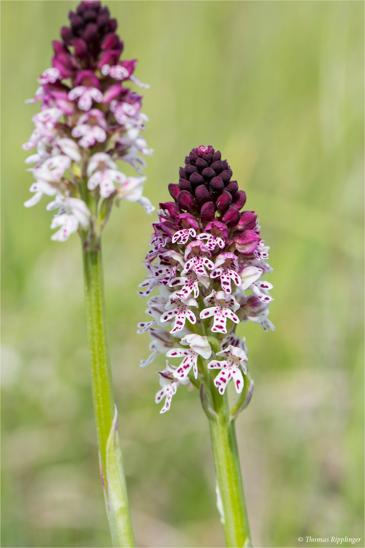 Brand-Knabenkraut (Orchis ustulata) . ........