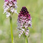 Brand-Knabenkraut (Orchis ustulata) . ........