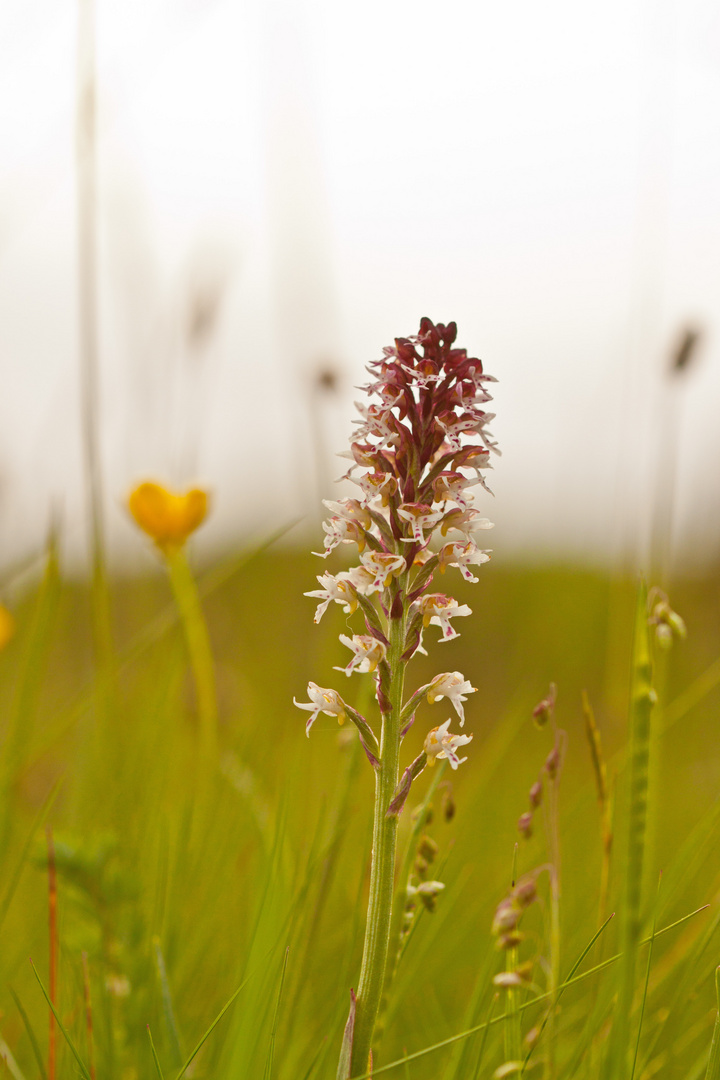 Brand-Knabenkraut (Orchis ustulata)